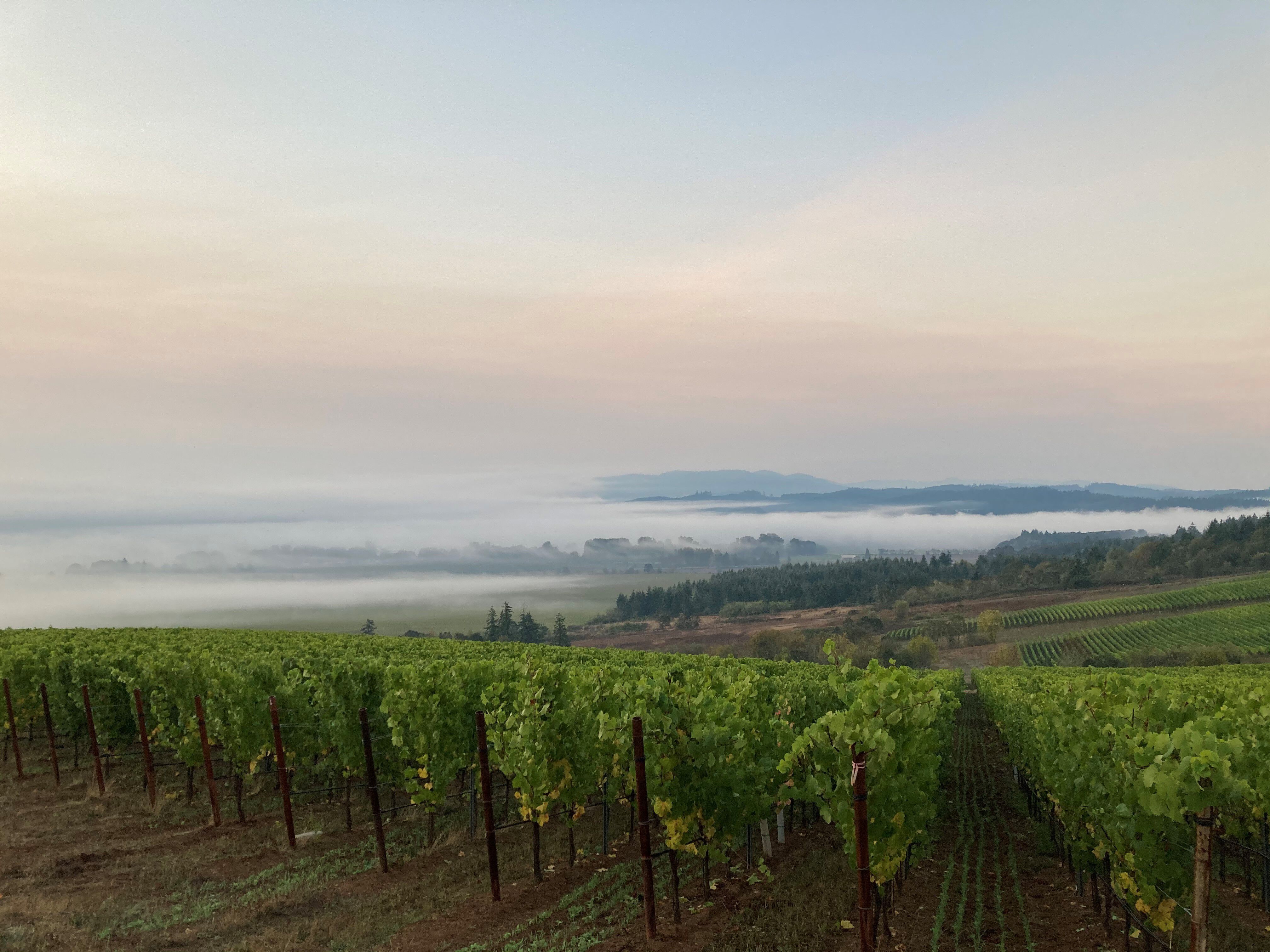 WillaKenzie Vineyards